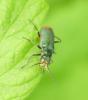 Malachius bipustulatus
